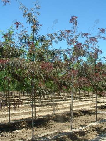 Ruby Lace Honeylocust (Gleditsia triacanthos var. inermis 'Ruby Lace')