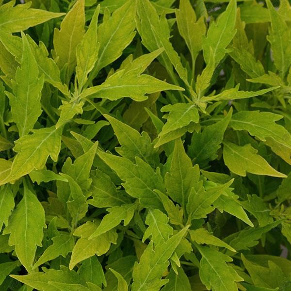 Salsa Verde Coleus (Coleus FlameThrower™ 'Salsa Verde' PP29820)