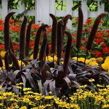 Copper Prince Ornamental Millet (Pennisetum glaucum 'Copper Prince')
