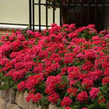 Verbena (Verbena EnduraScape™ Hot Pink)