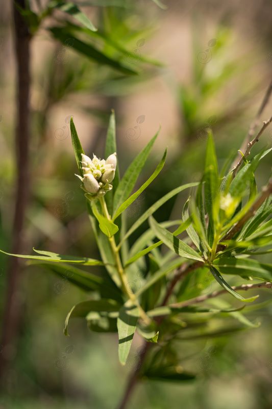 Bubba Burgundy Desert Willow (Chilopsis linearis 'Bubba')