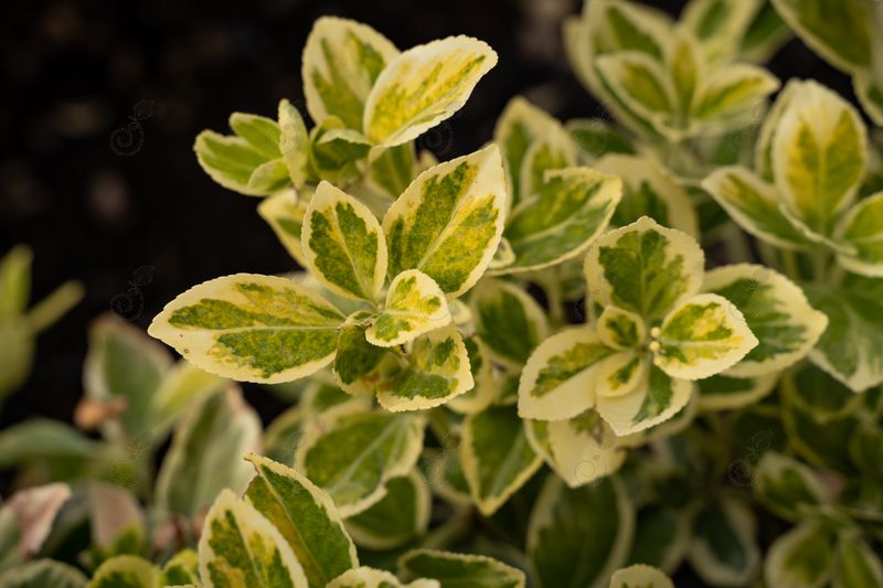 Silver Queen Variegated Japanese Euonymus (Euonymus japonicus 'Silver Queen')