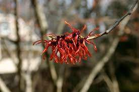 Diane Red Blooming Witch Hazel (Hamamelis intermedia 'Diane')