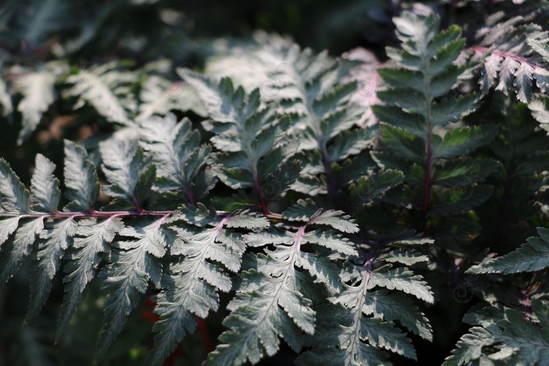 Red Beauty Japanese Painted Fern (Athyrium nipponicum var. pictum 'Red Beauty')