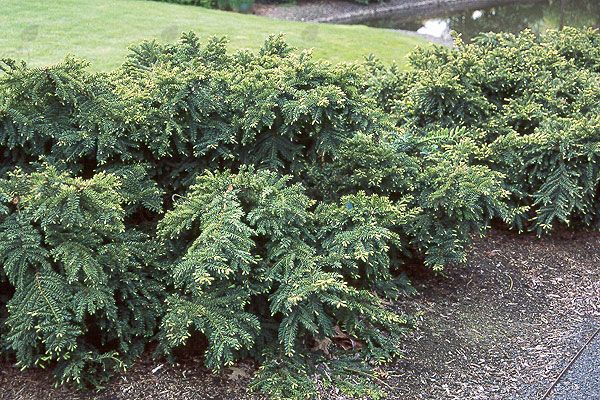 Monloo Emerald Spreader Yew (Taxus cuspidata 'Monloo' Emerald Spreader)