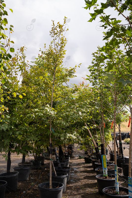 Hop Hornbeam (Ostrya virginiana)