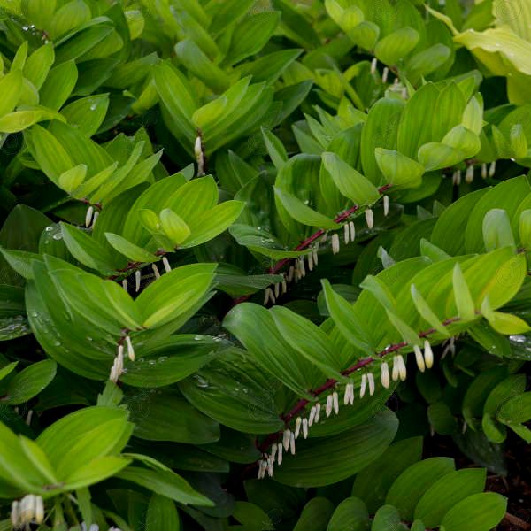 Ruby Slippers Solomon's Seal (Polygonatum odoratum 'Ruby Slippers')