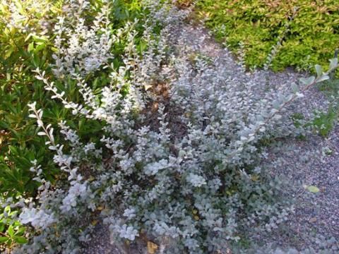 Silver Creeping Willow (Salix repens argentea)
