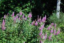 Rose Spiraea (Spiraea douglasii)