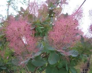 Old Fashioned Smoke Tree (Cotinus coggygria 'Old Fashioned')