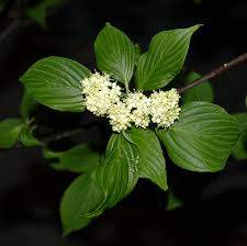 Pagoda Dogwood (Cornus alternifolia)