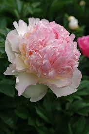 Raspberry Sundae Light Pink Peony (Paeonia 'Raspberry Sundae')