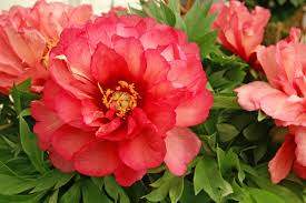 Julia Rose Intersectional/ITOH Apricot-Yellow Peony (Paeonia 'Julia Rose')