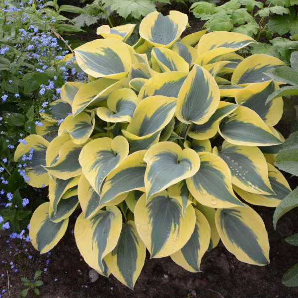 Autumn Frost Hosta Plantain Lily (Hosta SHADOWLAND® 'Autumn Frost' PP23224)