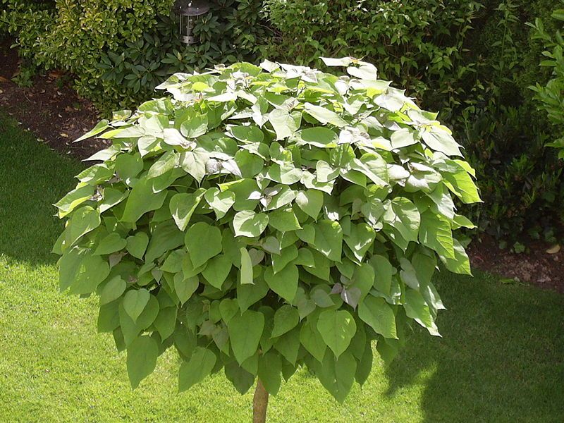 Umbrella Catalpa (Catalpa bungei)