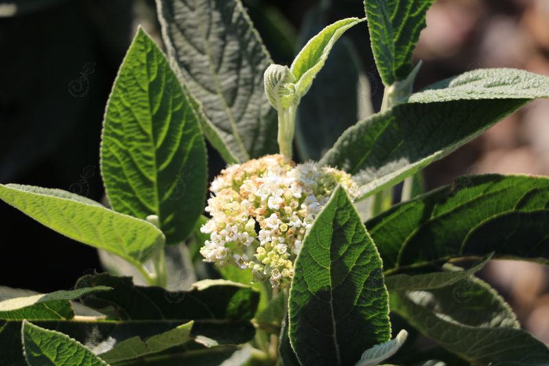 PO17S Mini Man Viburnum (Viburnum burejacticum 'PO17S' Mini Man™)