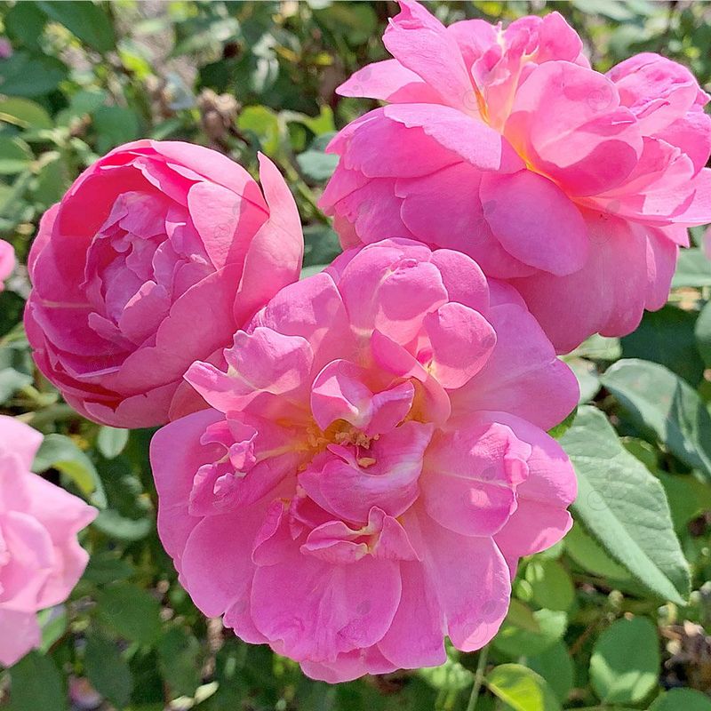 RADbeauty Fragrant Pink Grandiflora Roses (Rosa 'RADbeauty' Sitting Pretty™ PP32456)