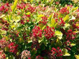 ZLEYel2 Ninebark (Physocarpus opulifolius 'ZLEYel2' PP31198 Raspberry Lemonade™)