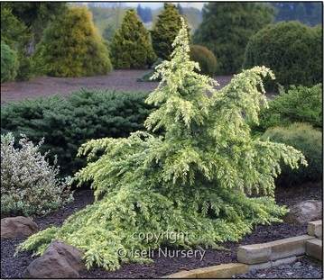 Snow Sprite Deodar Himalayan Cedar (Cedrus deodara 'Snow Sprite')