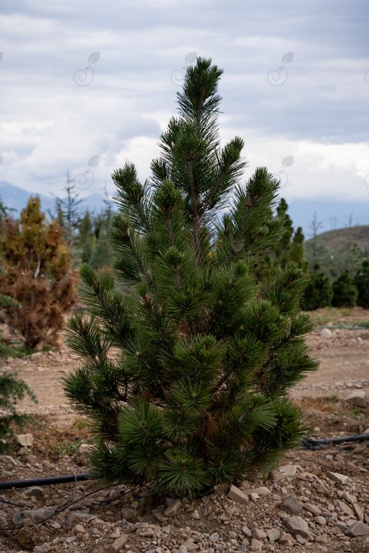 Emerald Arrow Bosnian Pine (Pinus heldreichii 'Emerald Arrow')