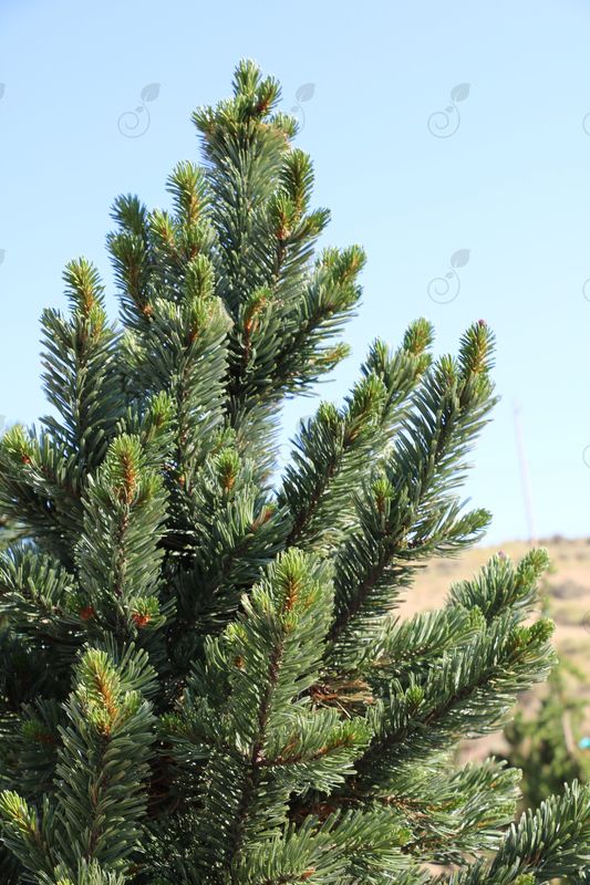 Formal Form Bristlecone Pine (Pinus longaeva 'Formal Form')