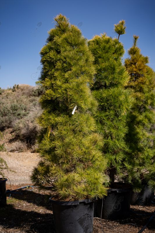 Louie Eastern White Pine (Pinus strobus 'Louie')
