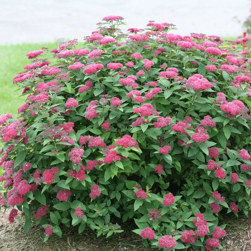 SMNSJMFR Spirea (Spiraea japonica 'SMNSJMFR' PP26993 Double Play® Red)