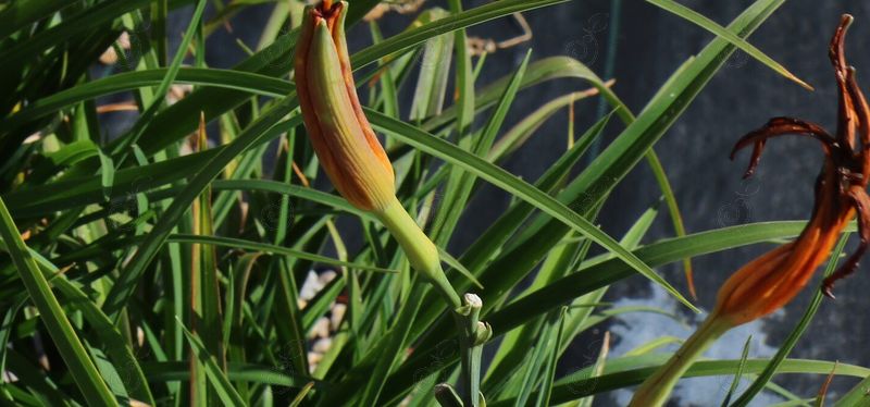 Stella De Nada Reblooming Red Daylily (Hemerocallis 'Stella De Nada')