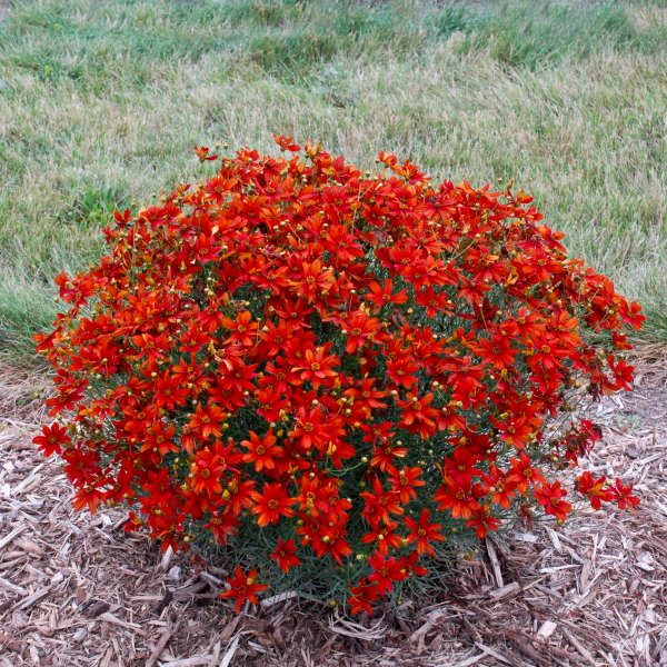 Crazy Cayenne Threadleaf Tickseed (Coreopsis verticillata SIZZLE & SPICE™ 'Crazy Cayenne')
