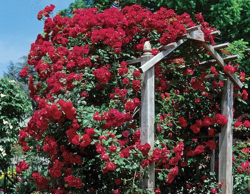 Blaze Improved Red Climbing Rose (Rosa 'Blaze Improved')