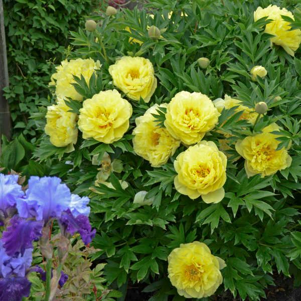 Bartzella Intersectional/ITOH Yellow Peony (Paeonia 'Bartzella')