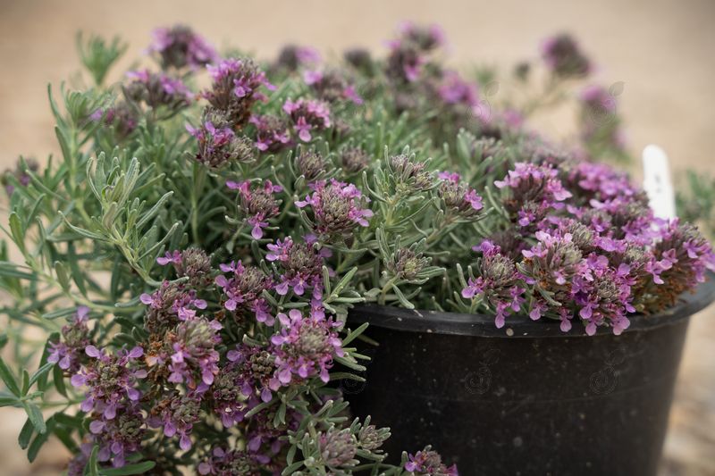 Creeping Germander (Teucrium cossonii)