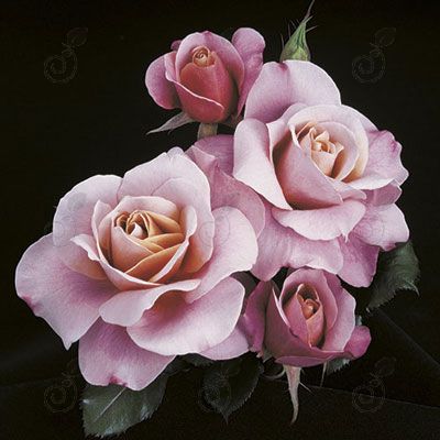Distant Drums Fragrant Lavender With Bronze Brown Roses (Rosa 'Distant Drums')