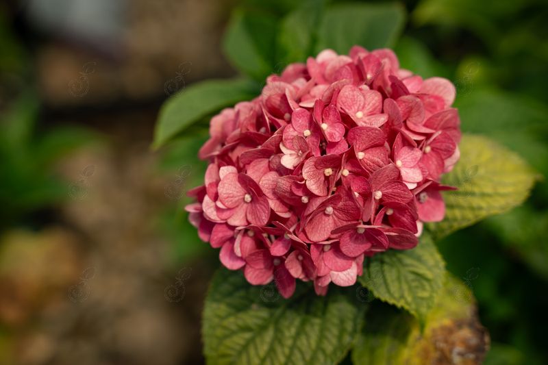 Bailmacfive Endless Summer® Big Leaf Hydrangea (Hydrangea macrophylla 'Bailmacfive' PP30359 Summer Crush®)