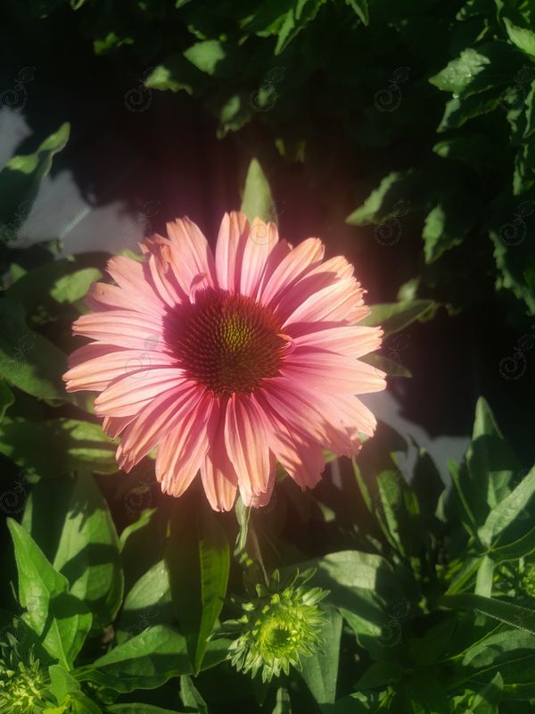 Multicolor Coneflower (Echinacea SunSeekers Rainbow)