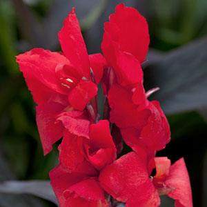 Bronze Scarlet Canna (Canna Cannova® 'Bronze Scarlet')