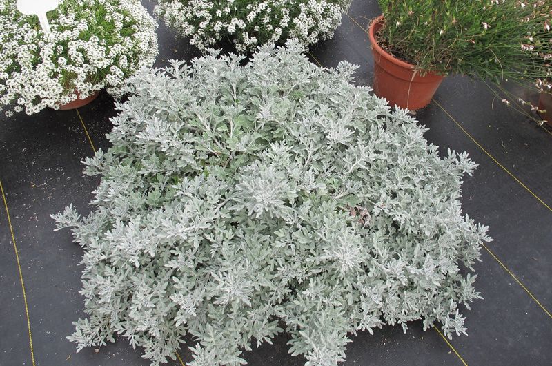 Quicksilver™ Dusty Miller (Dusty Miller 'Quicksilver™')