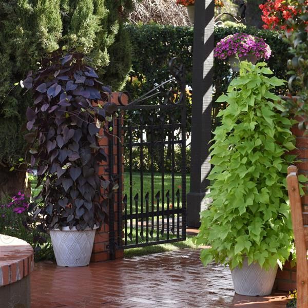 SolarTower™ Black Sweet Potato Vine (Ipomoea batatas 'SolarTower™ Black')