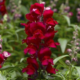 Snaptastic™ Red Snapdragon (Snapdragon 'Snaptastic™ Red')
