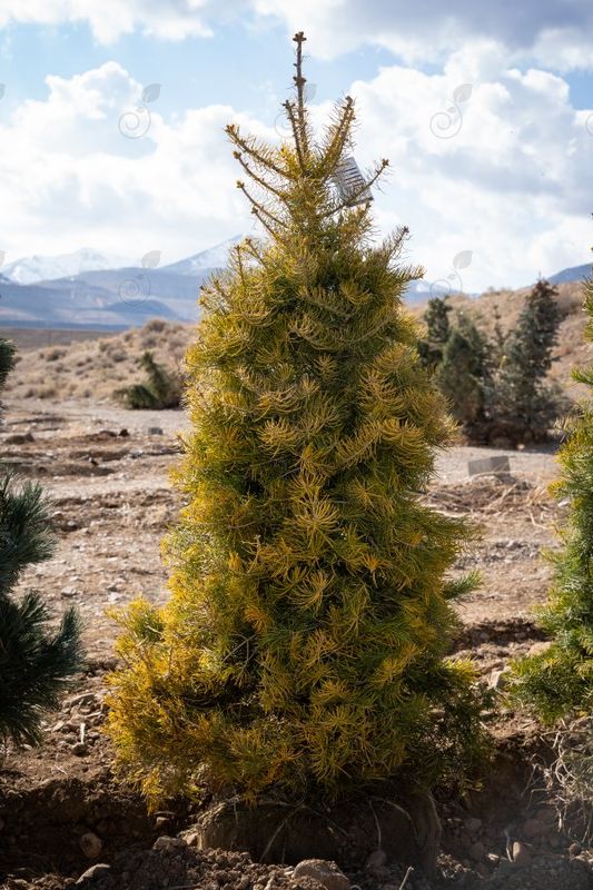 Wintergold White Fir (Abies concolor 'Wintergold')