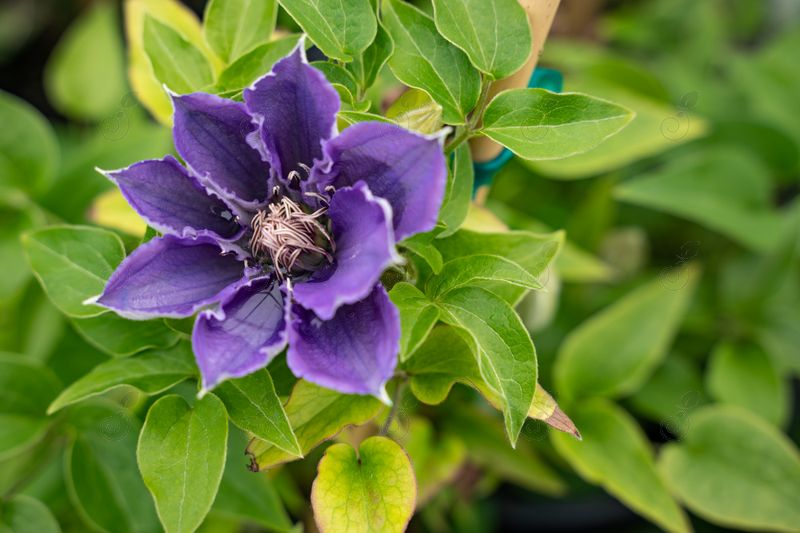 Evipo 030 Double Blue-Purple Mounding Clematis (Clematis 'Evipo 030' Bijou)