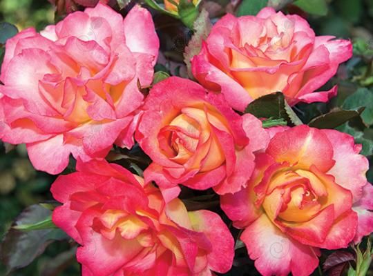 Baiprez Yellow - Pink Shrub Rose (Rosa 'Baiprez' Rainbow Sorbet™ PP16408)