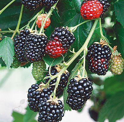 Darrow Blackberry (Rubus 'Darrow')