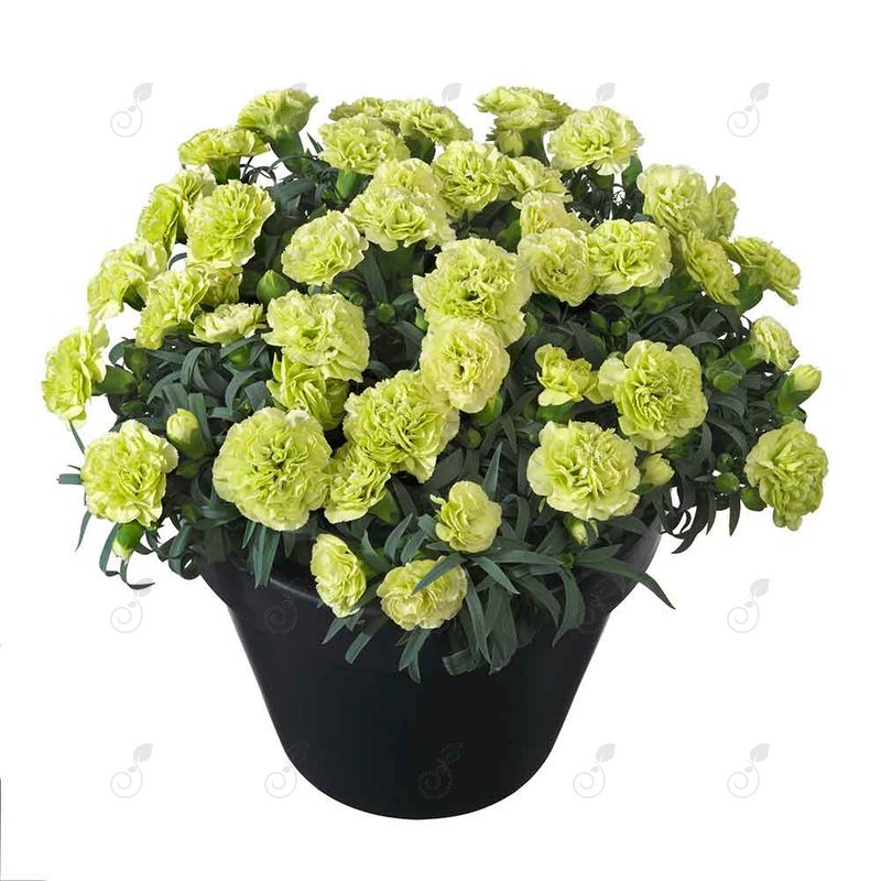 Hilbechapell Green Carnation (Dianthus 'Hilbechapell' Flow® Apella Beach®)