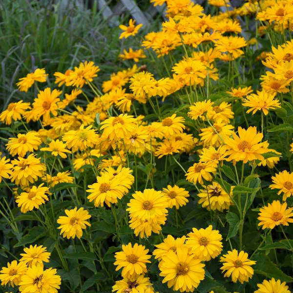 Summer Sun False Sunflower (Heliopsis helianthoides 'Summer Sun')