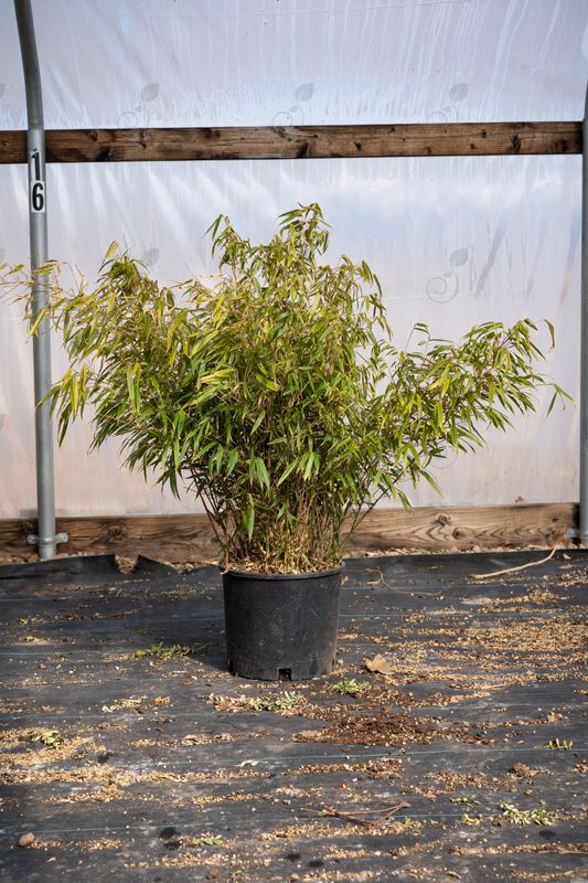 Dragon Head Clumping Bamboo (Fargesia rufa)