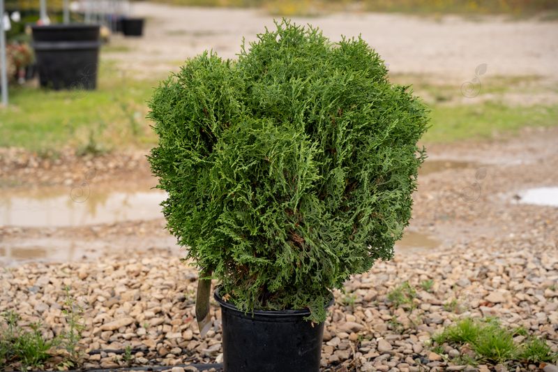 Hetz Midget Arborvitae (Thuja occidentalis 'Hetz Midget')