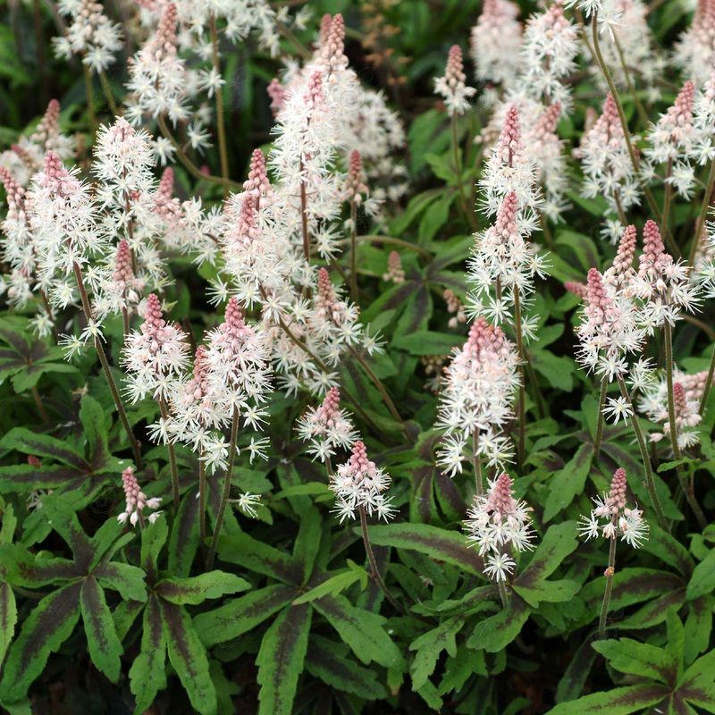 Spring Symphony Foam Flower (Tiarella 'Spring Symphony')