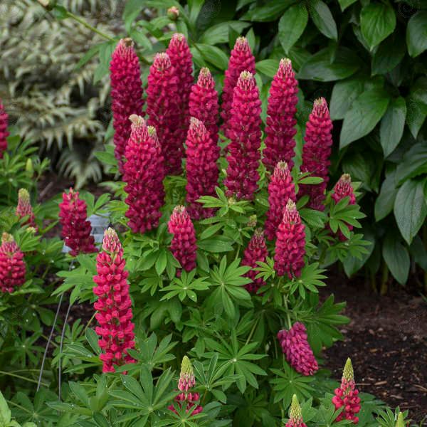 Mini Gallery™ Red Lupine (Lupinus polyphyllus 'Mini Gallery™ Red')