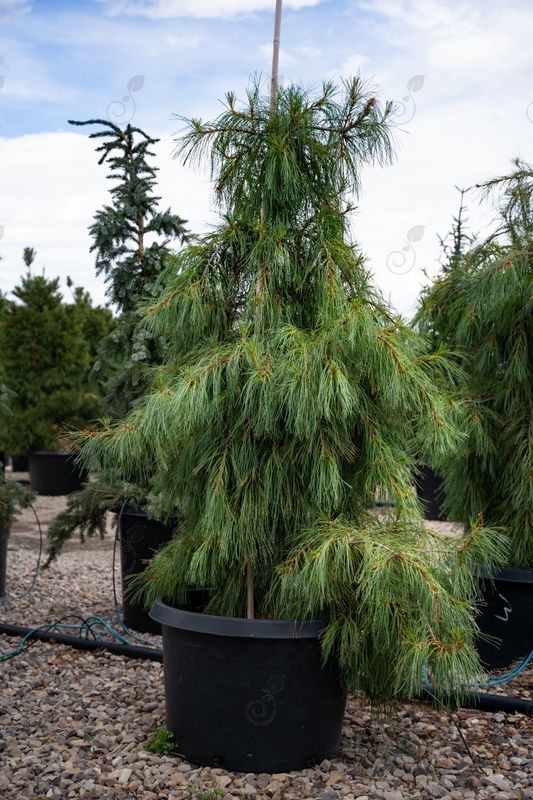 Winter Falls Weeping White Pine (Pinus strobus 'Winter Falls')